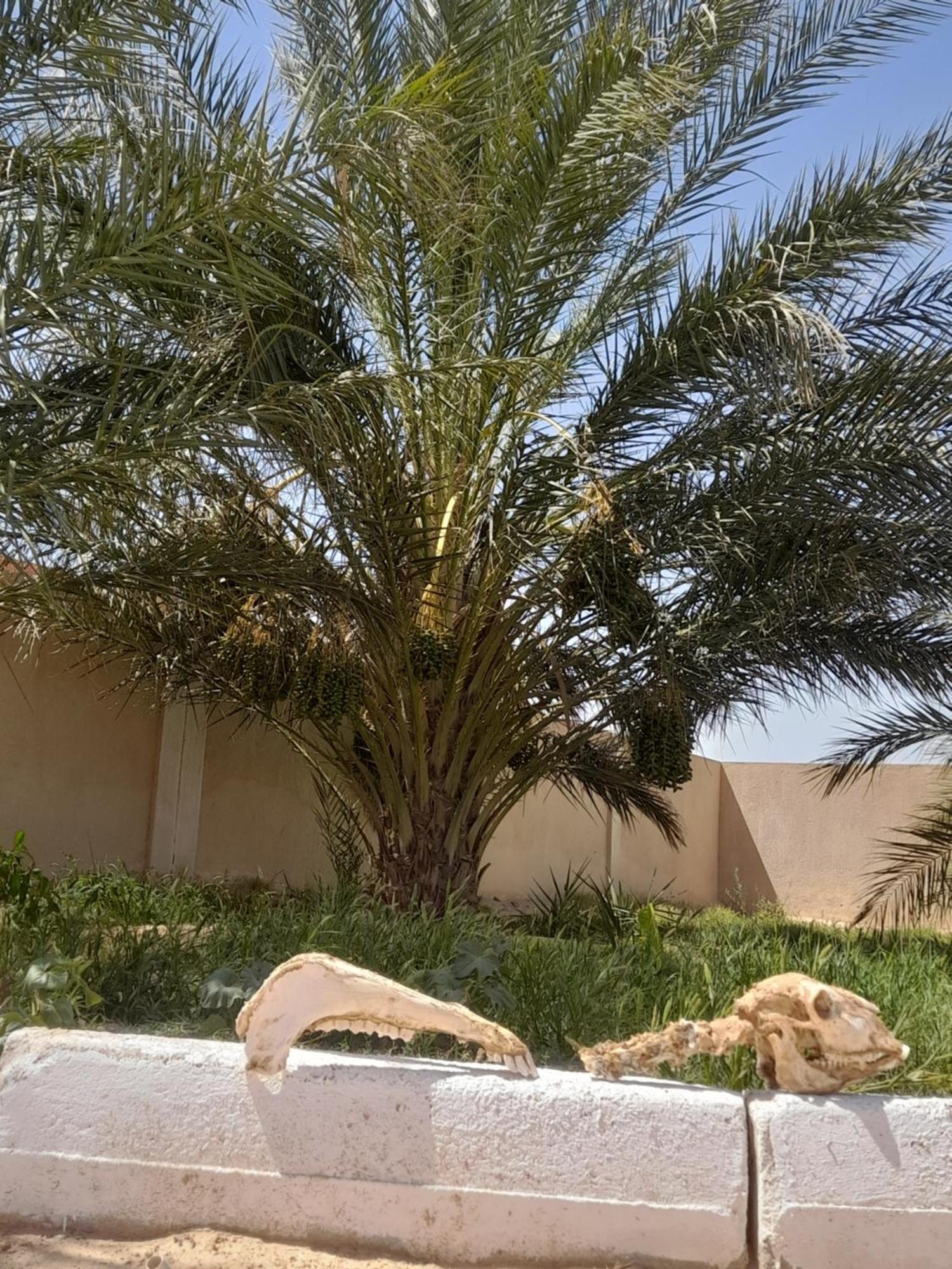 Nour Appartement Douz