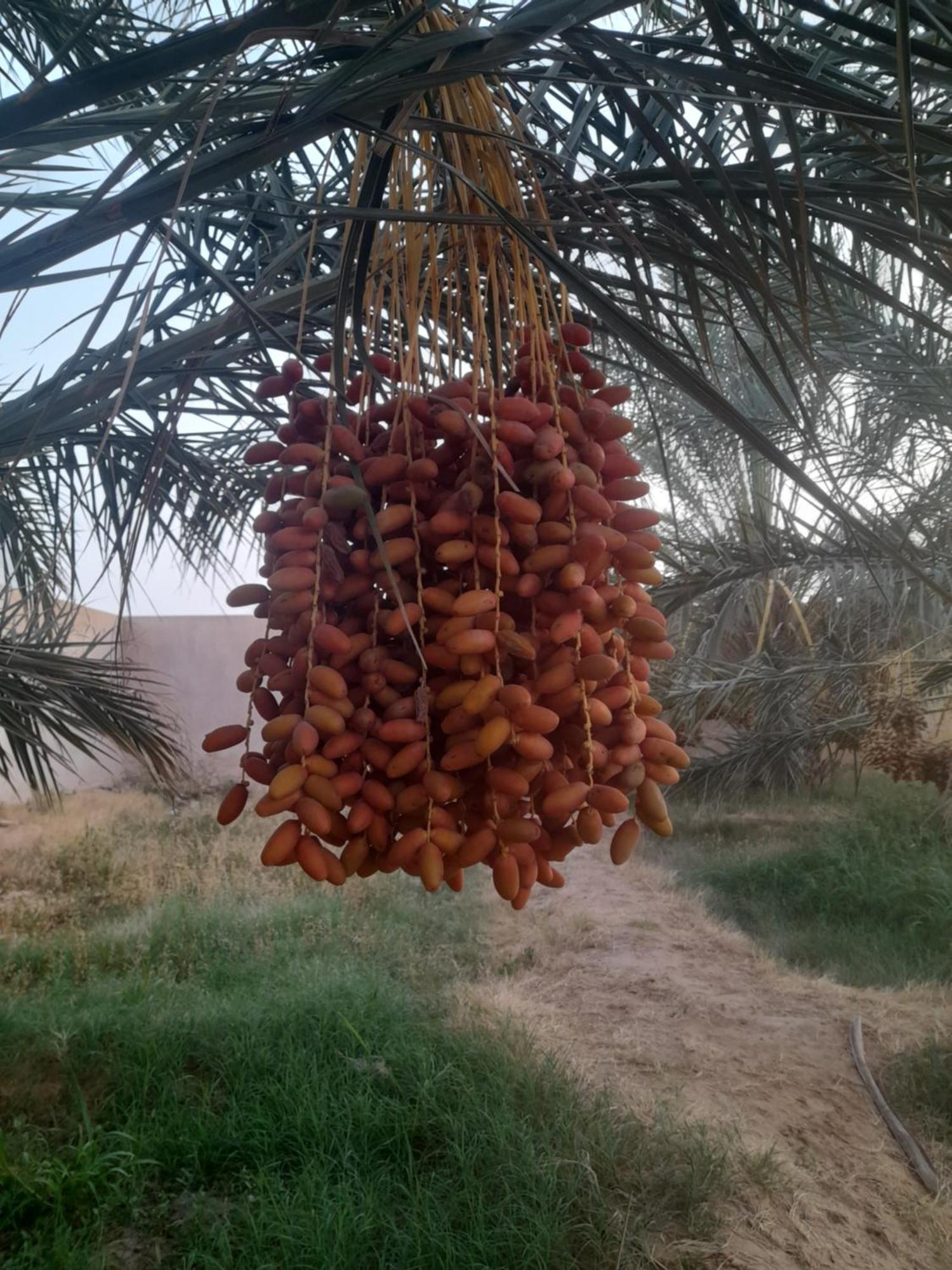 Nour * Douz