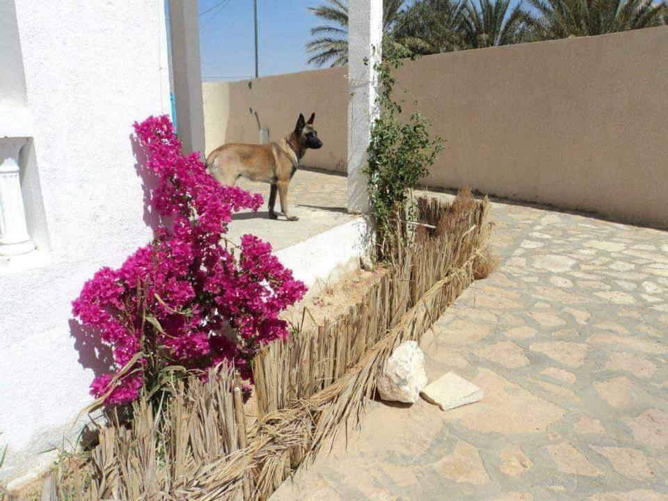 Nour * Douz